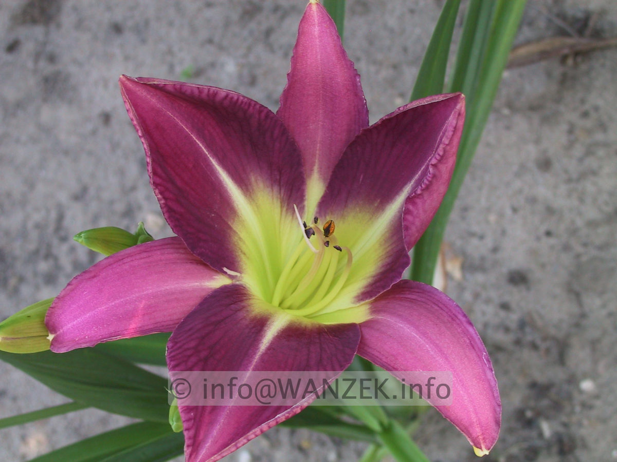 Hemerocallis French Porcelain 3.JPG